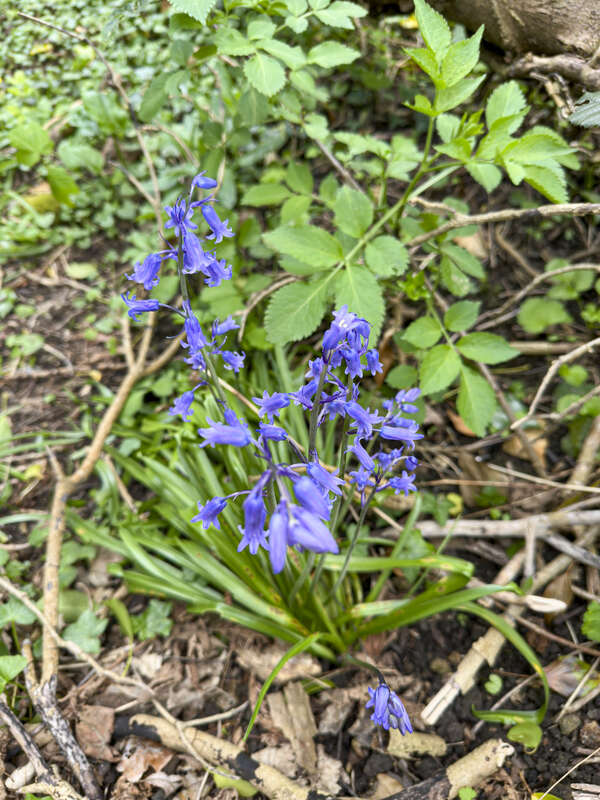 Bluebell_1